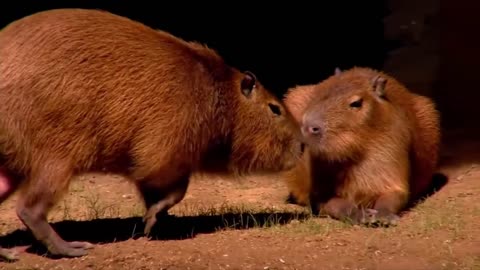 capybara.exe