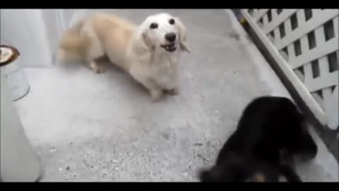 TOP 10 dog barking videos ♥ Dog barking sound - Funny dogs_ Part 8