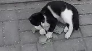 Cute Funny Cat plays and destroys Leaves :)