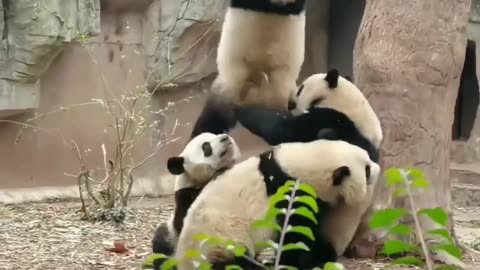 GIANT PANDA life