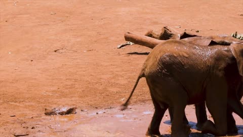 Baby Elephants Playing In The Mud