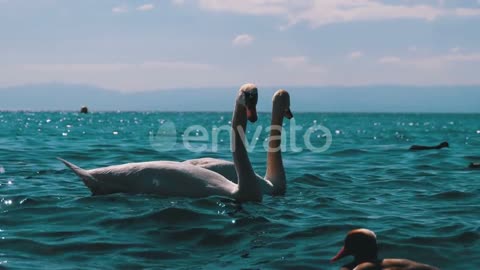 Huge White Swan and Ducks Swim in a Clear Mountain Lake with Blue Water. Switzerland