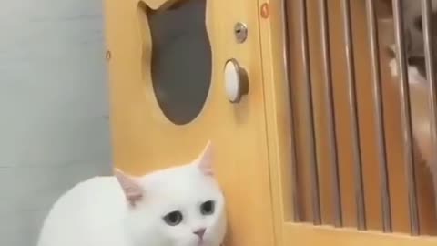 Funny cat behavior viral video
