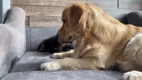 My Dog Gets Annoyed by New Puppy From Day One