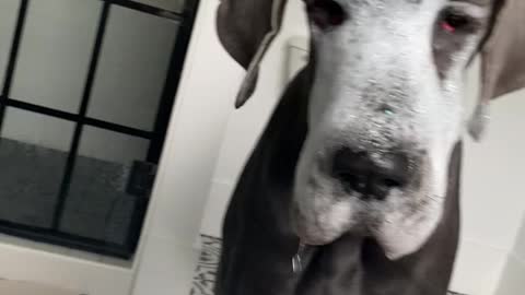 Great Dane Bobs for Toys in the Tub