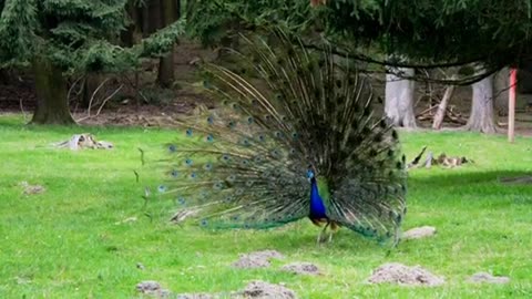 A Peafowl Spreading Its Tail To Attract female Peahen