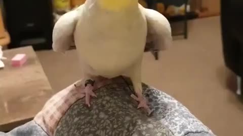 Cute parrot ever talking and answering