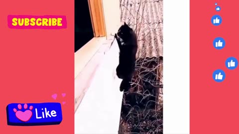 FUNNY PET VIDEO: THE CLIMBING CAT