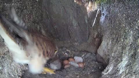 Six Kestrel Chicks Hatch in Under Three Days ??