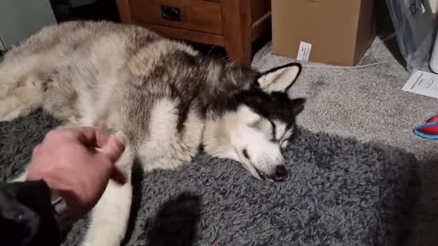 Husky Left At Home Alone For The First Time!