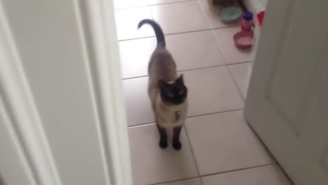 The sweetest most adorable Siamese cat meow