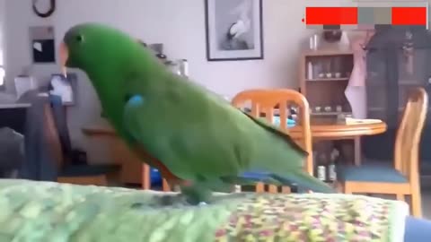 FUNNY AND AMAZING BIRD VIDEOS
