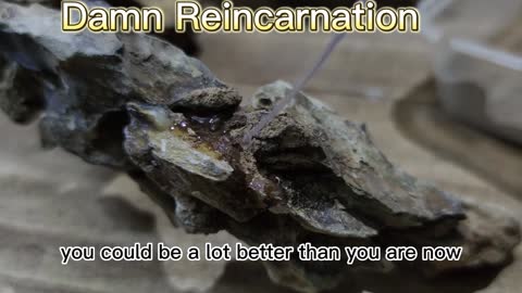 Damn Reincarnation --Chapter 1: Prologue