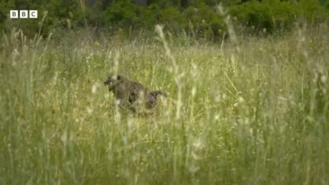 Baboon troop clash with pack of cheetahs Serengeti - BBC