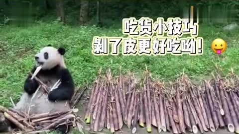 Pandas can eat 60 kilos of bamboo shoots in one meal