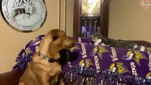 Cats vs Dogs Fighting - Funny Cats and Dogs Compilation Video