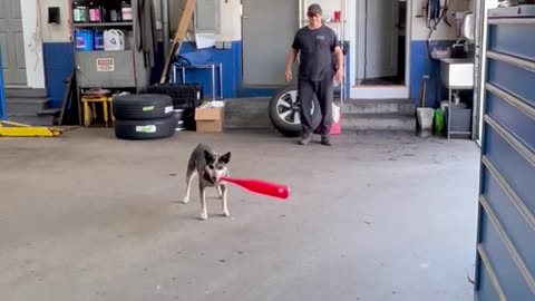 Pup smashes ball catcher s Groin with Baseball Bat