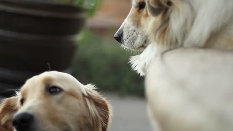 Two Dogs | "Furry Friends' Playful Rumble"