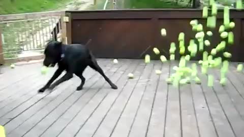 Dog Fan Of Tennis Balls Get To Chase Them To His Heart's Content