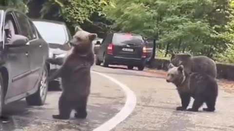 Fast friend handshake, bear shaking hands