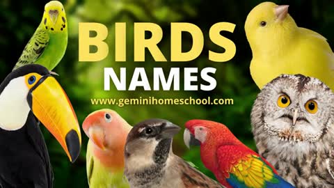 Birds Name | Birds Name With Pictures | Birds spelling | Birds Name For Kids | Birds Names #birds