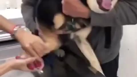 Dog Crying 🐶 😓 - Funny Animal Videos
