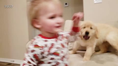 Bossy Puppy occupies the entire bed! Toddler's reaction to Golden Retriever