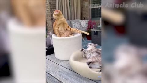 Funny Animals Video - Best Cats😹 and Dogs🐶 Videos of the Month 2022!