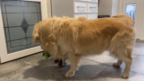 Golden Retriever doesn't want to share his toys with German Shepherd Puppy