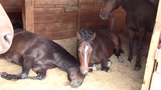 Horse Sleeping