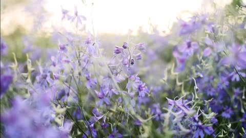 4K Blooming Flowers Time Lapse for Relaxation Soft Piano Music