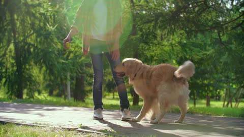 Boy Playing With His Dog | Dog Training