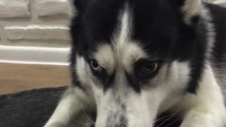husky gnaws a bone and growls at a cat