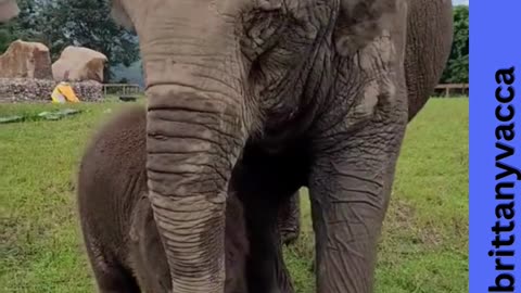 cute elephants - elephants run to greeting a new rescued baby elephant