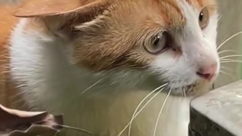 Cat fun video cat funy moment 🐈