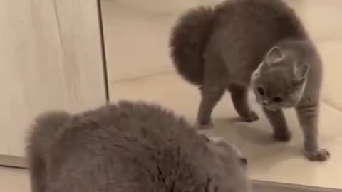 Funny cat video##short cat 🙀 #catlife catlover