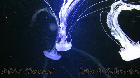 Amazing beautiful flash Jellyfish lightning in deep sea