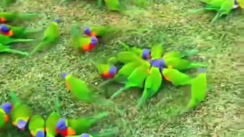 Colourful birds