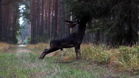 black deer in Barycz Valley, Poland