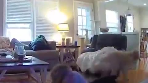 Cat slaps dog