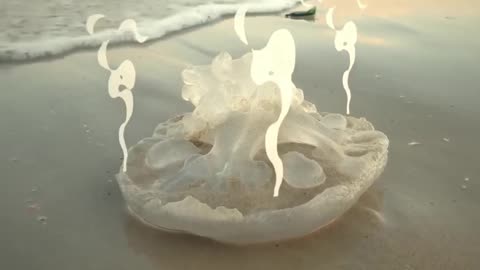 Discover the Secrets of Jellyfish: 98% Water Evaporation