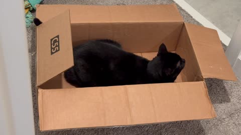 Adopting a Cat from a Shelter Vlog - Cute Precious Piper Tries on a Shipping Box for Size