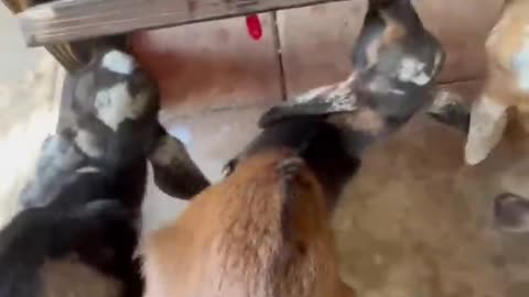 Untangling baby goats