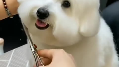 Cute dog baby hair cutting