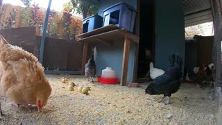 Backyard Chickens Relaxing Chicken Run Video Sounds Noises Hens Clucking Roosters Crowing!