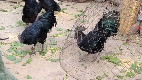 Viral Vedio Ayam Cemani breeder