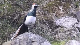 Naturally Beautiful Golden Pheasants and Natural Wading Birds