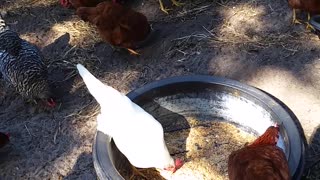 Bratty Chatty Chickens