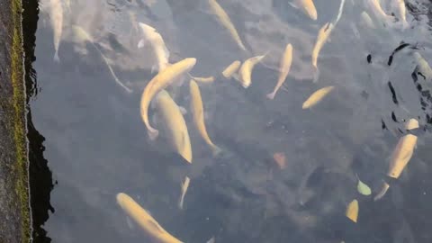 Golden Fish pond amazing nature