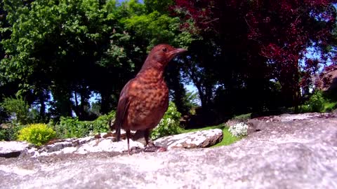 irish wild birds in irish country cottage